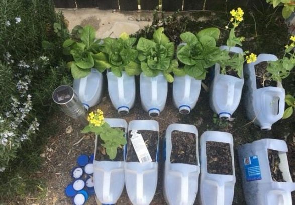 CJW photo DV7 starting gardening before covid